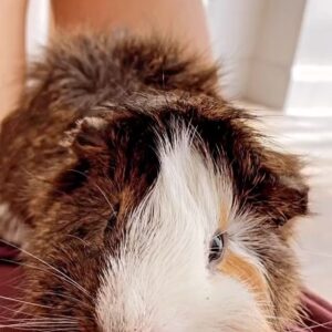 Jazmín Stuart Instagram - Te amo para siempre animalito tan frágil y tan fuerte. Intrépido explorador de patios, jardines y recovecos. Rebelde, chillón, quilombero, sibarita de los tallos, cascaritas, frutas, verduras y alfalfas. Ratoncito mimoso, peluche calentito que me entibiaste los inviernos, tenerte a upa era como mi sueño de niña hecho realidad: un oso en miniatura.
La casa se siente silenciosa sin vos.
Te voy a extrañar mucho, Wasabi de mi corazón.