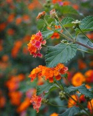 Jazmín Stuart Instagram - Las flores y la camarita.