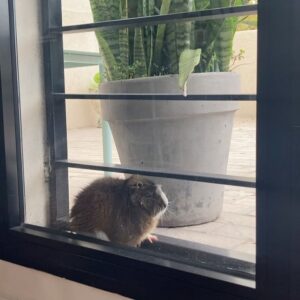 Jazmín Stuart Instagram - Te amo para siempre animalito tan frágil y tan fuerte. Intrépido explorador de patios, jardines y recovecos. Rebelde, chillón, quilombero, sibarita de los tallos, cascaritas, frutas, verduras y alfalfas. Ratoncito mimoso, peluche calentito que me entibiaste los inviernos, tenerte a upa era como mi sueño de niña hecho realidad: un oso en miniatura.
La casa se siente silenciosa sin vos.
Te voy a extrañar mucho, Wasabi de mi corazón.