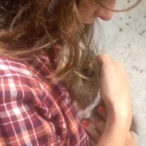 Jazmín Stuart Instagram - Te amo para siempre animalito tan frágil y tan fuerte. Intrépido explorador de patios, jardines y recovecos. Rebelde, chillón, quilombero, sibarita de los tallos, cascaritas, frutas, verduras y alfalfas. Ratoncito mimoso, peluche calentito que me entibiaste los inviernos, tenerte a upa era como mi sueño de niña hecho realidad: un oso en miniatura.
La casa se siente silenciosa sin vos.
Te voy a extrañar mucho, Wasabi de mi corazón.