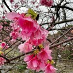 Jeanette Aw Instagram – I guess I’m still not done with Japan posts.. The day I caught some early sakuras at the castle and ending the visit with sakura ice cream and some really good coffee.