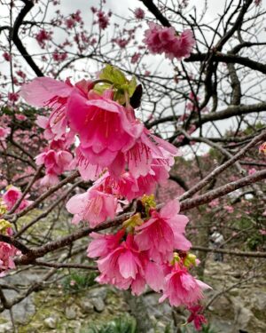 Jeanette Aw Instagram - I guess I’m still not done with Japan posts.. The day I caught some early sakuras at the castle and ending the visit with sakura ice cream and some really good coffee.
