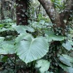Jeanette Aw Instagram – Okinawa. Spent part of my day in the Valley of Gangala, spotted the leaf that inspired Totoro’s leaf umbrella, felt like I was transported back to my period drama days with the oil lamp, and just being in awe of what Nature has to offer.