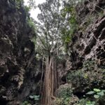 Jeanette Aw Instagram – Okinawa. Spent part of my day in the Valley of Gangala, spotted the leaf that inspired Totoro’s leaf umbrella, felt like I was transported back to my period drama days with the oil lamp, and just being in awe of what Nature has to offer.