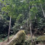 Jely Reategui Instagram - Un escapadón 3000 mega necesario al @pumarinri_lodge en San Martín 💚 (a 50 min de Tarapoto) gran contentura para mi corazón 🥲🧡 Gracias ✨🌷🥰🦉🦋🦎🕷️🐍🪲🦖