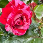 Jen Gunter Instagram – Saw this stunning rose in what I can only describe as a spectacularly rambling garden. This is the garden of my dreams. A barely contained chaos of colors. Going to be thinking about this beauty all day.