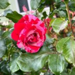 Jen Gunter Instagram - Saw this stunning rose in what I can only describe as a spectacularly rambling garden. This is the garden of my dreams. A barely contained chaos of colors. Going to be thinking about this beauty all day.