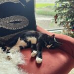 Jenna Elfman Instagram – M O O D 🐈‍⬛🎄