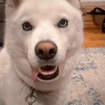 Jenna Laurenzo Instagram – 🎥🐕
.
.
.
#husky #huskylove #dogsofinstagram #manicmonday #mood
