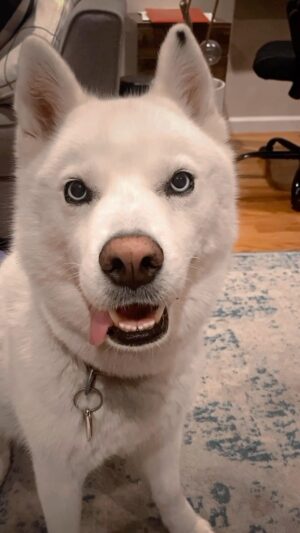 Jenna Laurenzo Instagram - 🎥🐕
.
.
.
#husky #huskylove #dogsofinstagram #manicmonday #mood