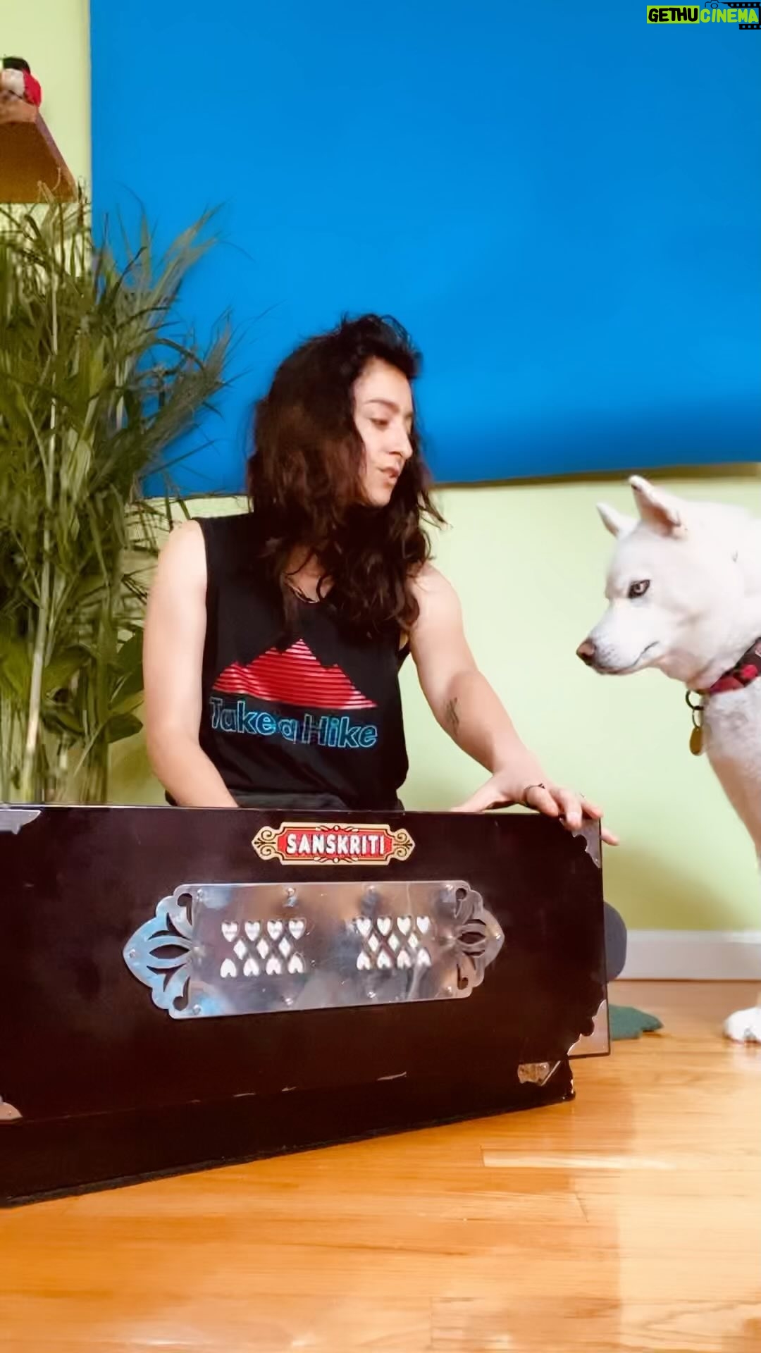 Jenna Laurenzo Instagram - Saturday morning with Mo who wants less Kirtan and more treats 🐶 I purchased this harmonium back in 2019. It was such a wonderful vehicle back to singing and fortunately, I was able to get a handful of harmonium lessons at the @bhakticenter before the pandemic hit. It was such a grounding sound the past few years and continues to brighten my days✨🎶 I've yet to talk @aine_like_onya into Kirtan but I'm working on it. #harmonium