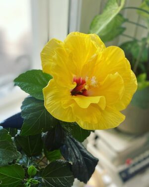 Jenni Kokander Instagram - Mo, oon Hibiskus ja mul on hyvä meno👌🏻