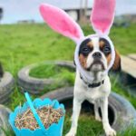 Jenni Falconer Instagram - Happy Easter! 🐣 🐶 🐇💛 #milliebobbyboo #pugalier