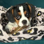 Jenni Falconer Instagram - Our beautiful Millie is 1 today. 💖💖💖 She has brought so much joy to our house, and it definitely feels like she’s been sent to us by our old dog Alfie. One year of incessant tail wagging, she is a very happy pugalier and we adore her. 💖 🐶 #milliebobbyboo #pugalier #pugaliersofinstagram