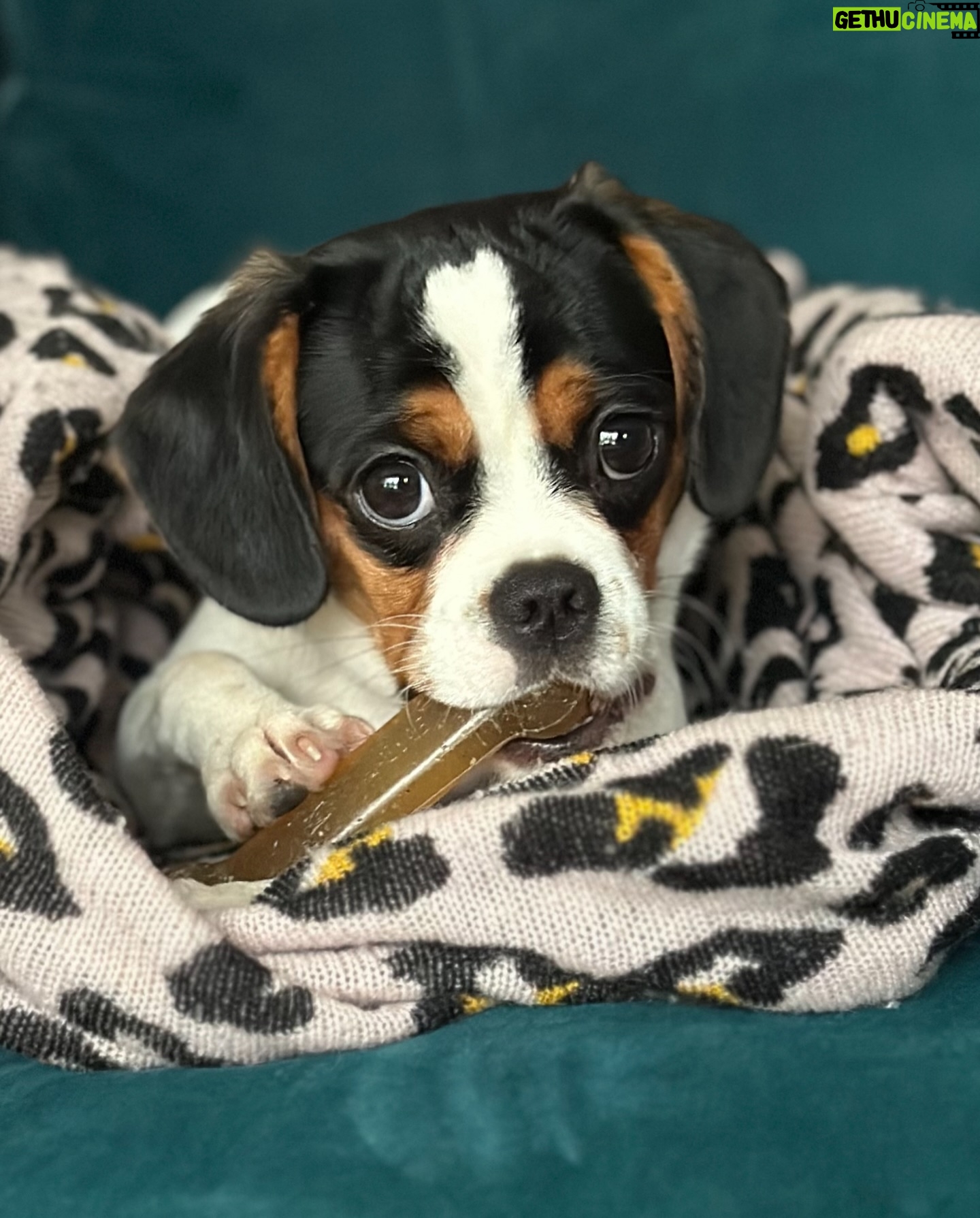 Jenni Falconer Instagram - Our beautiful Millie is 1 today. πππ She has brought so much joy to our house, and it definitely feels like sheβs been sent to us by our old dog Alfie. One year of incessant tail wagging, she is a very happy pugalier and we adore her. π πΆ #milliebobbyboo #pugalier #pugaliersofinstagram
