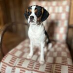 Jenni Falconer Instagram - Our beautiful Millie is 1 today. 💖💖💖 She has brought so much joy to our house, and it definitely feels like she’s been sent to us by our old dog Alfie. One year of incessant tail wagging, she is a very happy pugalier and we adore her. 💖 🐶 #milliebobbyboo #pugalier #pugaliersofinstagram