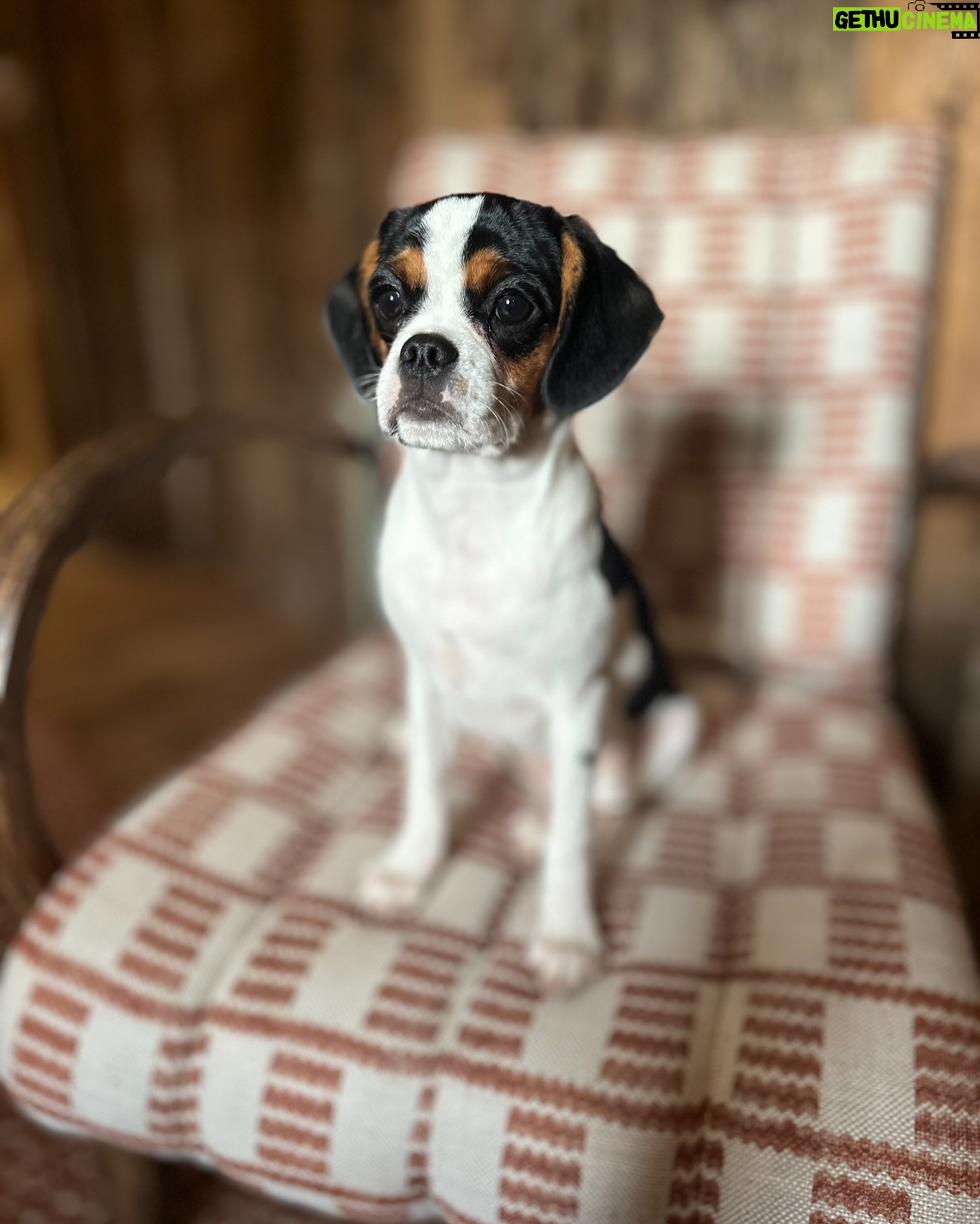 Jenni Falconer Instagram - Our beautiful Millie is 1 today. πππ She has brought so much joy to our house, and it definitely feels like sheβs been sent to us by our old dog Alfie. One year of incessant tail wagging, she is a very happy pugalier and we adore her. π πΆ #milliebobbyboo #pugalier #pugaliersofinstagram