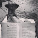 Jennie Jacques Instagram - #reflections #hollywilloughby A really easy (& enjoyable!) book; uncluttered & straightforward writing. Sort of felt like I was having a chat in the kitchen with a mate most of the time 😊 Holly permits her reader to take a wee bit of “YOU” time - to reflect, to look inwards & moreover to remember to always listen to ya bloody gut. Nice reminders. Rightly or wrongly whilst I appreciate “self love” has many pros, I think it can also come with some boarder line narcissistic cons 😂 - especially if over focusing on appearances - we are all gonna rot to skeleton bones at the end of it & everyone’s shit stinks! Thankfully, this book is NOT an overindulgence of “self love” binging; it’s insightful, honest & meaningful. As a person who is not blessed to be physically healthy rn, I’m grateful Holly pointed out that we should focus more so on being 💯 grateful for our hard working, beautiful bodies for the TRUE miracles that they are & moreover IF one is lucky enough for their body to be functioning in good health consistently. I do however have a confession - I did not read the last few pages (properly) about all the “make up” stuff; I switched off. That’s not a dig (at all) because I think Holly is genuinely passionate about make up & fashion - I just personally don’t care enough for it; much more interested in what she had to say about hormones, her kids, work, reading more books & the moon 🌝 😂 a strong 4.8/5 even with me shutting off early! Go grab it! @hollywilloughby & SWIPE for the most gorgeous reading pal ever 🐶 🍪 she’s about 70/80 in human years & teaches us all that what really matters is TREATS & rubs 😂