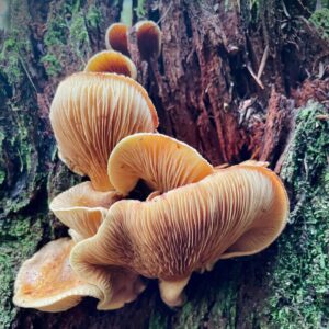 Jennifer Beals Instagram - Well lookee here, there’s a new B T hoodie for y’all! As well as some 🍄pics. ☺️ 
Super excited to partner with @shopstands ! Sales benefit @glsen 💛🌈
Link in zee bio. 
 
#nature