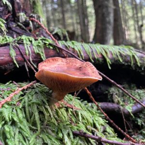Jennifer Beals Instagram - Well lookee here, there’s a new B T hoodie for y’all! As well as some 🍄pics. ☺️ 
Super excited to partner with @shopstands ! Sales benefit @glsen 💛🌈
Link in zee bio. 
 
#nature