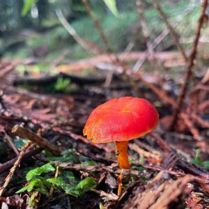 Jennifer Beals Instagram - Well lookee here, there’s a new B T hoodie for y’all! As well as some 🍄pics. ☺️ 
Super excited to partner with @shopstands ! Sales benefit @glsen 💛🌈
Link in zee bio. 
 
#nature