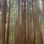 Jennifer Beals Instagram – Sometimes it’s the simplest song that makes my heart sing

#nature