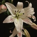 Jennifer Beals Instagram - So open, as to be almost reckless. They smell so good.