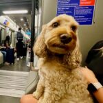 Jennifer Beals Instagram - Some of the Tube’s finest. ❤️ #londonunderground