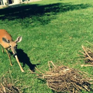 Jennifer Carpenter Instagram - TRA LA LA! Are we naming her or what? #deer #run #newfriends