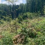 Jennifer Hoffman Instagram – Op zoek naar Europa’s grootste en oudste landzoogdier, op bizon Safari in Roemenië. 
Ze waren er niet meer. Alleen nog in dierentuinen. Maar dankzij het WeWilder project zijn ze nu weer in het wild te zien. Alleen… we moeten ze dan nog wel even zien te vinden. (Of niet?) 
#rewilding @we_wilder 
#letnaturetakeitscourse 
#livinginharmonywithnature 
#bisonsareback 
#tonythetracker

@3opreis