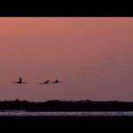 Jennifer Hoffman Instagram - TRAILER!!! All Inclusive. Vanaf 16 maart dus in de bioscoop. Kom je kijken? @allinclusive_film @greenfieldfilmproductions @wwentertainmentnl #bonaire #resortlife #midlife #flamazingtimes