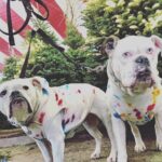 Jennifer Landon Instagram - Pigs pick out tree. #bulldogsofinstagram #bulldog #oldeenglishbulldogge #argusthebulldog #pearlthebulldog