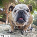 Jennifer Landon Instagram – Foster needed!!!!!!! Contact @roadogsandrescuedogs !
Her name is Abigail. She’s 8 years old and is apparently very sweet!