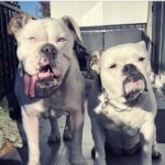 Jennifer Landon Instagram - #nationaldogday