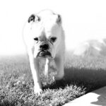 Jennifer Landon Instagram - Pearl’s first rap album- “Bum Rap”.
