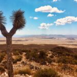 Jennifer Landon Instagram - You guys, Joshua Tree is really really somethin’.