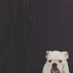 Jennifer Landon Instagram – Self-tape slate for the win
Swipe left.

#bulldog #bulldogsofinstagram