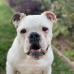 Jennifer Landon Instagram - Bitch. #pearlthebulldog #pearlsparty #bulldogsofinstagram
