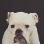Jennifer Landon Instagram – Self-tape slate for the win
Swipe left.
#bulldog #bulldogsofinstagram