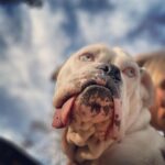 Jennifer Landon Instagram - Sunday Reflecting. #argusthebulldog #argustheblueeyedbulldog