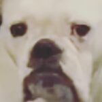 Jennifer Landon Instagram – Self-tape slate for the win
Swipe left.

#bulldog #bulldogsofinstagram