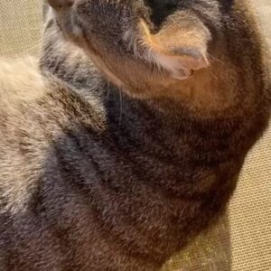 Jennifer Weist Instagram - In den letzten zwei Wochen hatte ich mein Handy nur selten in der Hand. Ich hatte aber auch wichtigere Dinge zu tun. Die meiste Zeit habe ich nackt am Pool gelegen, gelesen, gegessen, Wein und Gin getrunken, Katzen gestreichelt und Sonnenuntergänge angeschaut. Die schönsten Momente habe ich gar nicht festgehalten, sondern einfach nur genossen. Sollten wir alle sehr viel mehr tun.