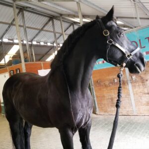 Jenny Nicholson Instagram - Me love horse