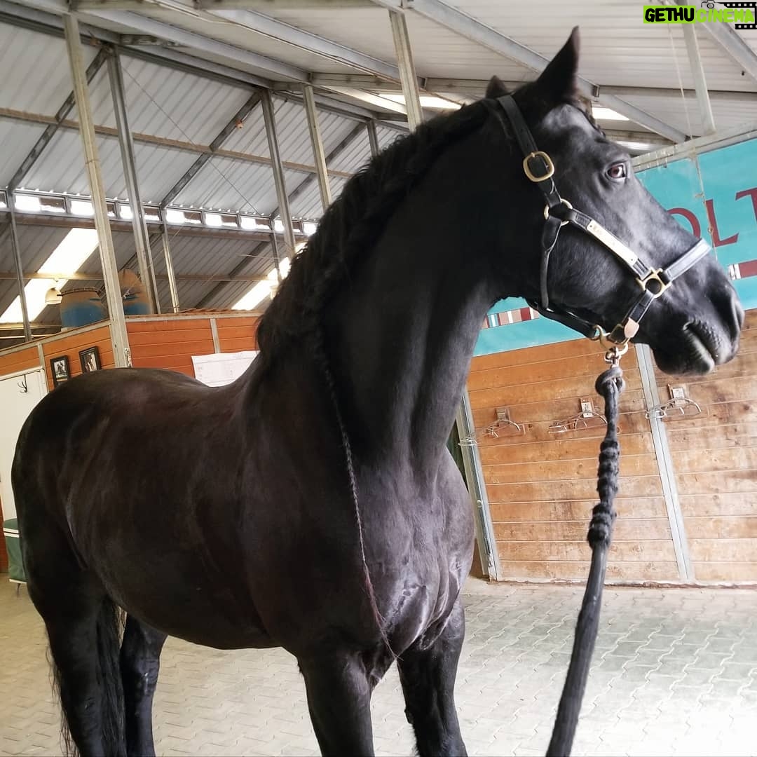 Jenny Nicholson - 1.1K Likes - Me love horse