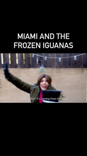 Jenny Lorenzo Instagram - When Miami has lost its mind with the extremely cold temperatures and frozen iguanas falling from the sky. The world is officially ending, bro! 🦎❄️

#latinosbelike #latinomemes #latinocomedy #latinamomsbelike #miamiaf #frozeniguanas #iguanas #cuban #growinguphispanic #growingupcuban #miami