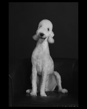Jeong Da-eun Instagram - 난 30살 룰루 돌 기념🐶 꼭 기억하구싶어서 😊
