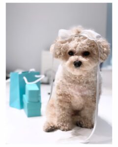 Jeong Hye-young Instagram - 10월엔 둘째 생일,결혼기념일,남편 생일,레오 생일