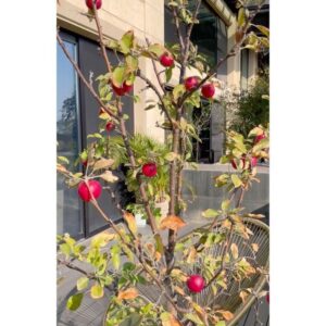 Jeong Hye-young Instagram - 🍎
날이 제법 추워져서
남은 사과 오늘 다 땄어요
매일 아침 낙엽도 다 쓸어 담고 🍂