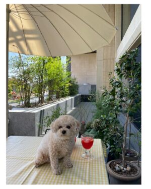 Jeong Hye-young Instagram - ☀️여름날 같은 오후
메밀 국수 삶아 하나는 들기름,하나는 비빔장에
그리고 후르츠 펀치🍷
