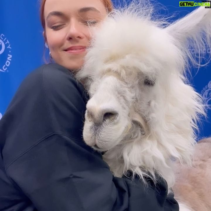 Jess Bush - 4.1K Likes - Sorry I can’t come to the phone right now I am lost in this llama embrace